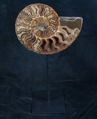 Ammonite Fossil On Custom Metal Stand - Art #8642